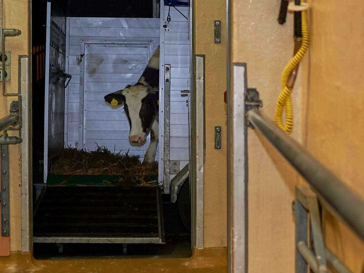 Die letzte Reise des Ochsen 5222 – Warum der Selzacher Metzger André Scholl als letzter Solothurner Fleischverkäufer noch selbst&nbsp;schlachtet