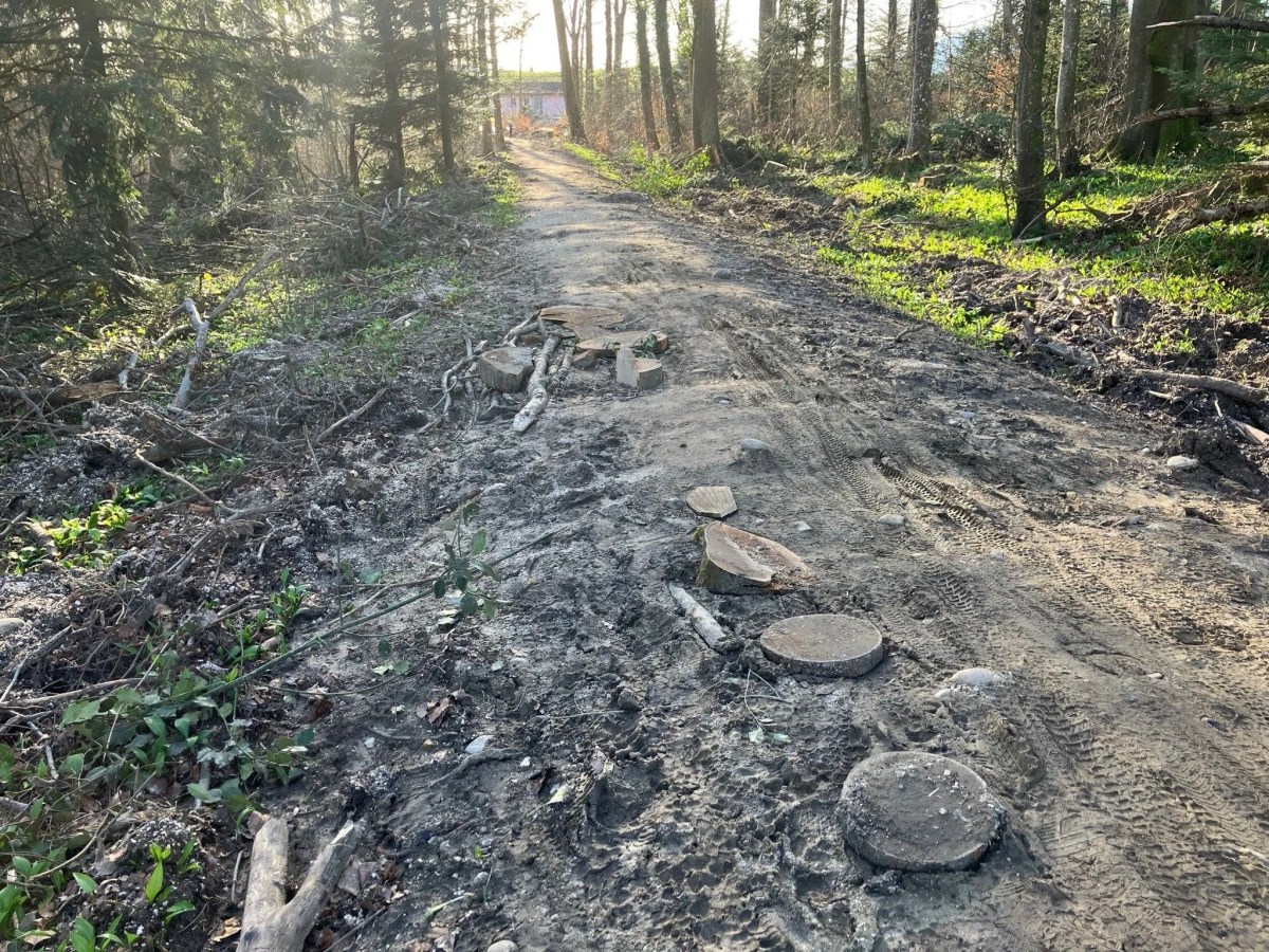 «Ist das noch nachhaltig?» – Kritik an Holzarbeiten im&nbsp;Nierenwäldli